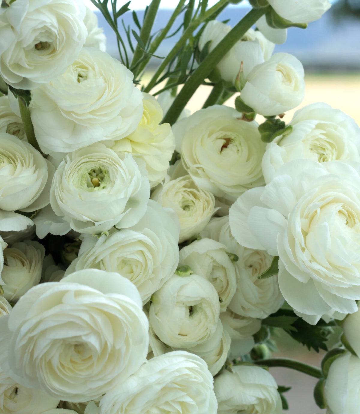 White Yellow Mix Ranunculus