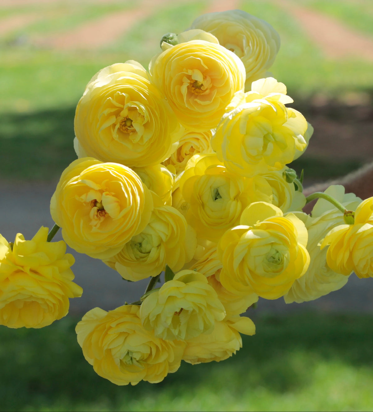 White Yellow Mix Ranunculus