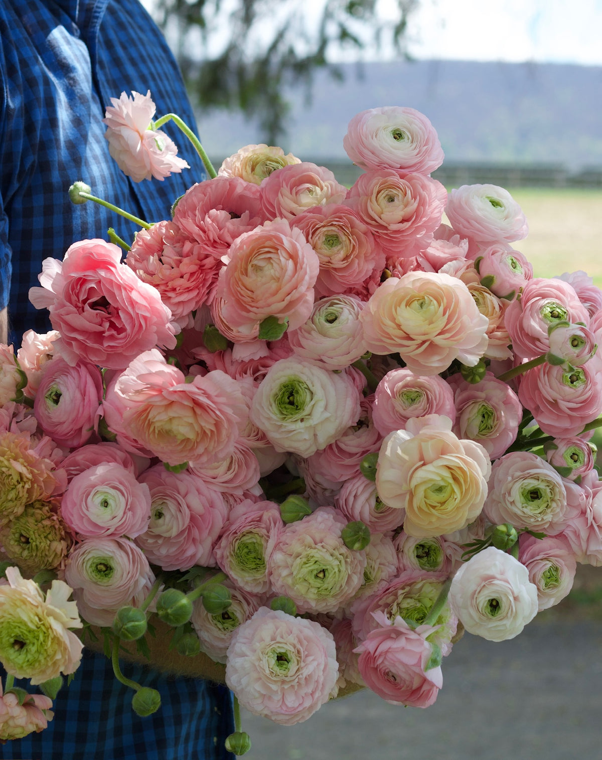 Elegance Rosa Chiaro Ranunculus