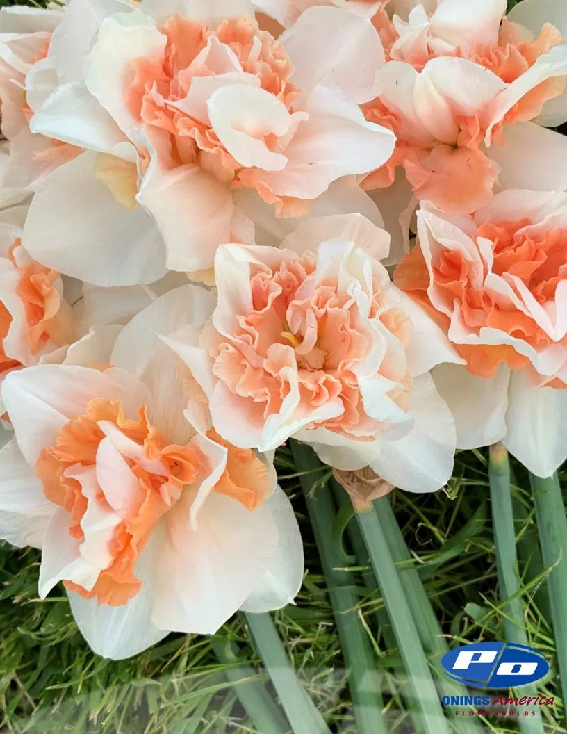 Replete Narcissus