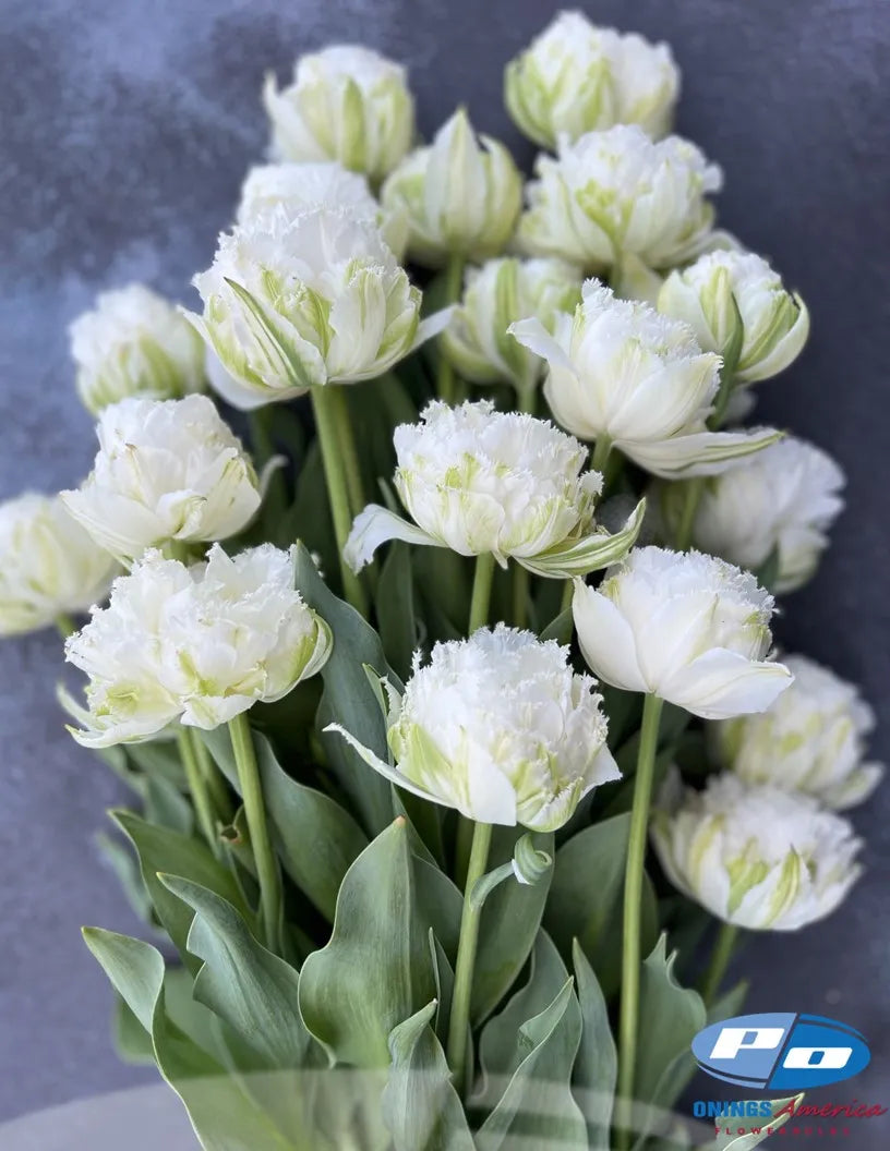 Snow Crystal Tulip