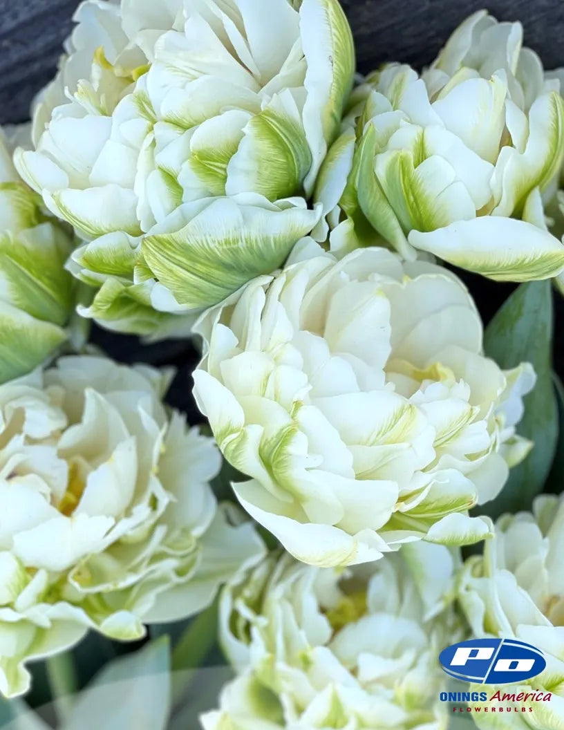 Mount Tacoma Tulip